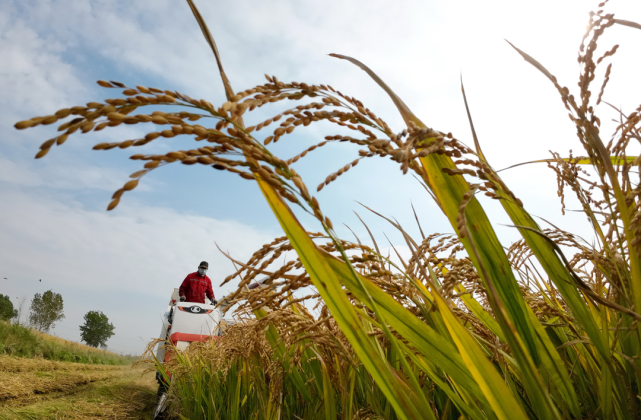 农民日报:今年夏天罕见高温干旱。为什么秋粮还是丰收？