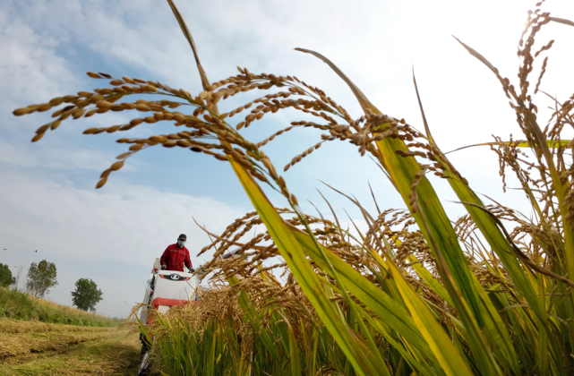农民日报:今年夏天罕见高温干旱。为什么秋粮还是丰收?